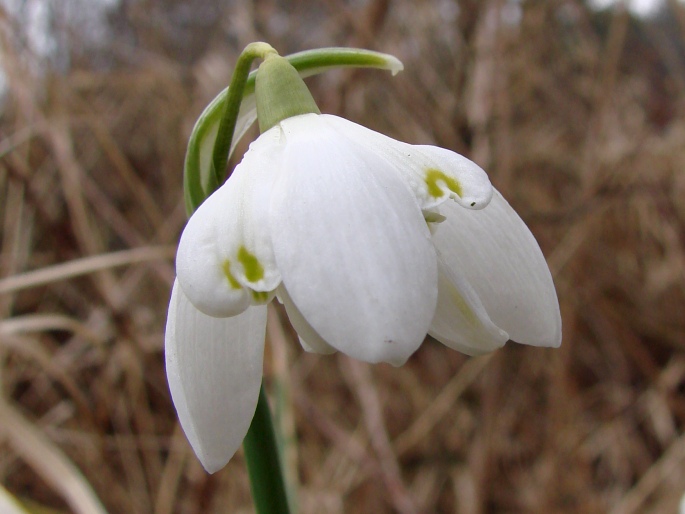 Galanthus nivalis f. pleniflorus