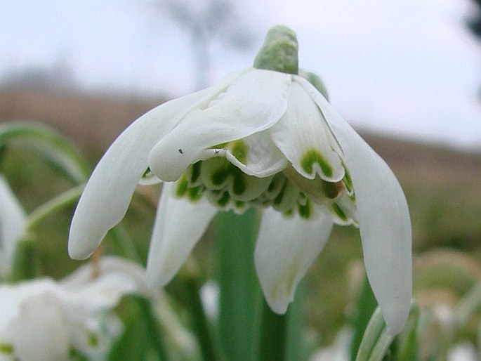 GALANTHUS NIVALIS f. PLENIFLORUS P. D. Sell