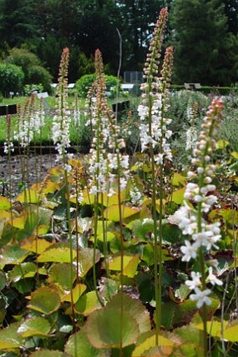 Galax urceolata