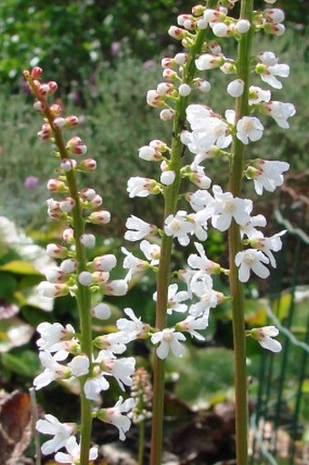 Galax urceolata