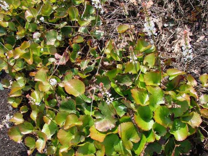 Galax urceolata