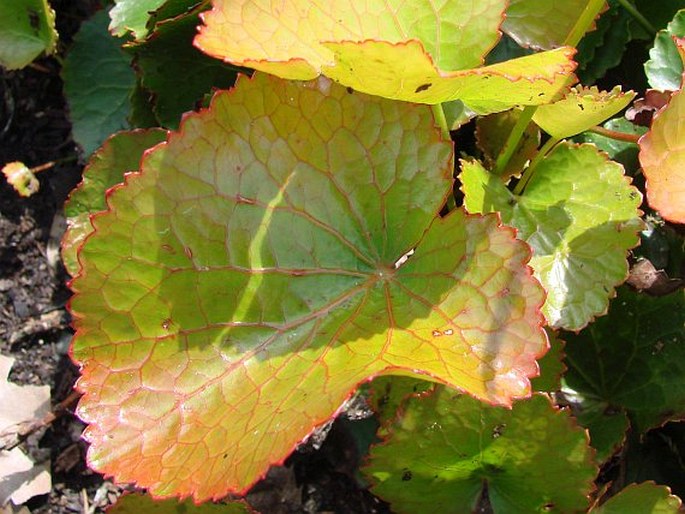 Galax urceolata