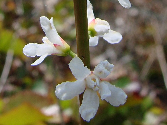 Galax urceolata