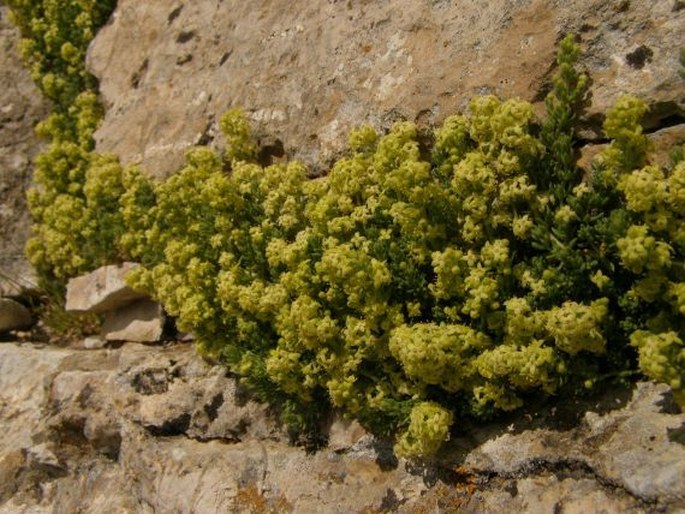 Galium degenii