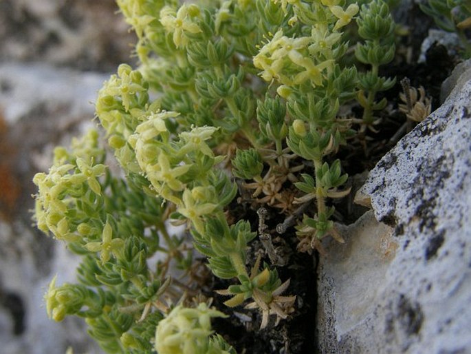 Galium degenii