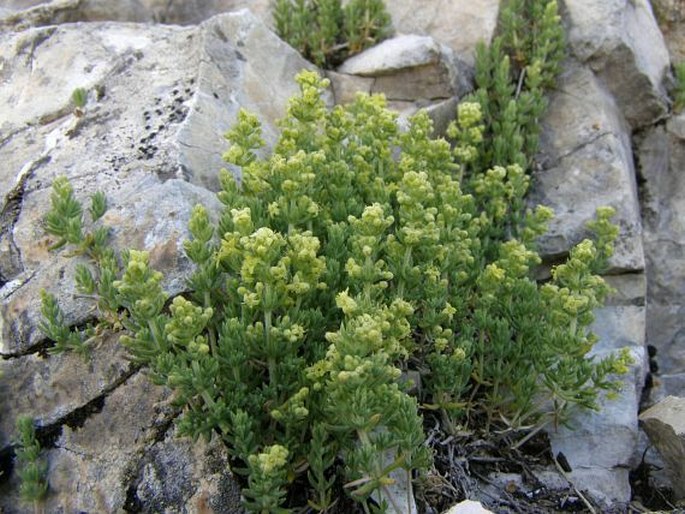 Galium degenii