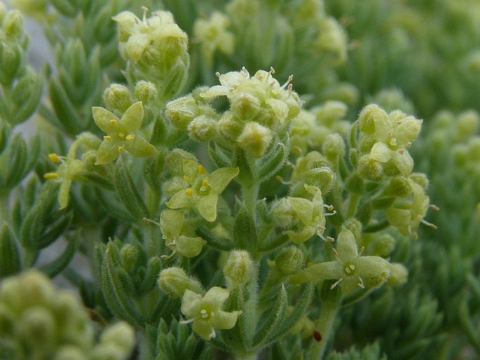 Galium degenii