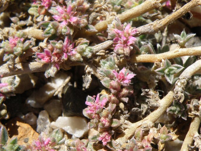 GALENIA SECUNDA (L. f.) Sond.