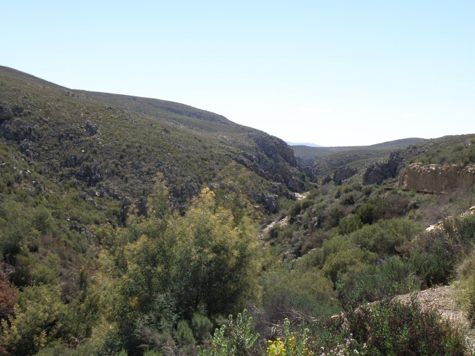 Galenia secunda