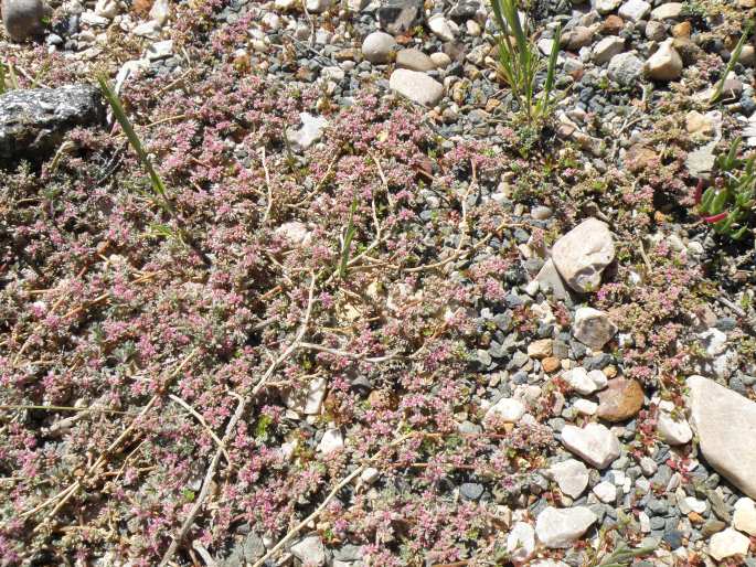 Galenia secunda