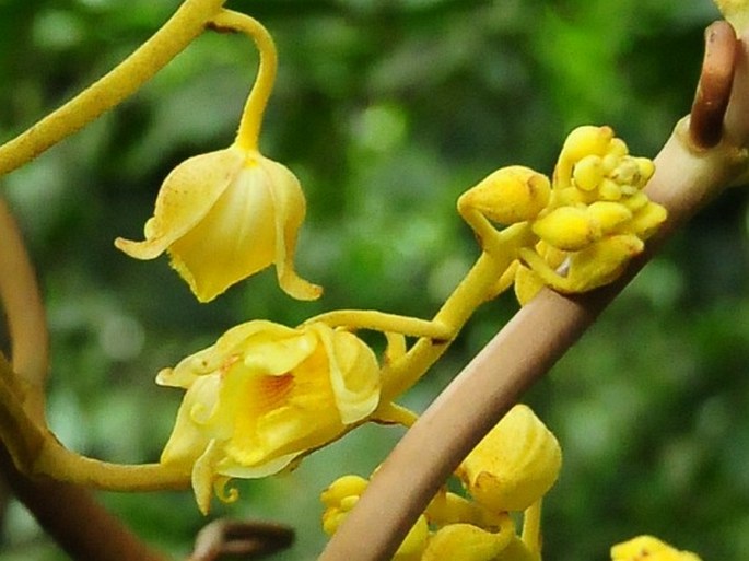 Galeola nudifolia