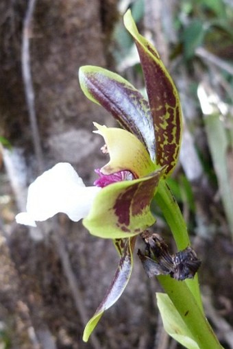 Galeottia burkei