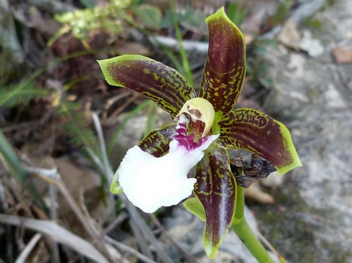 Galeottia burkei