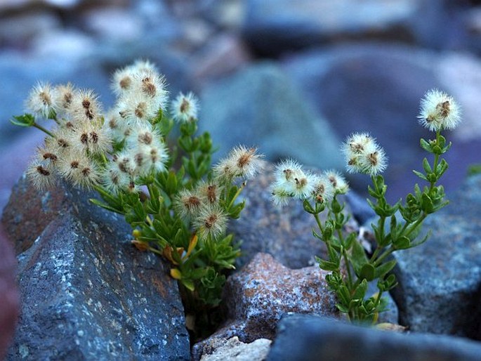 Galium eriocarpum