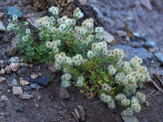 Galium eriocarpum