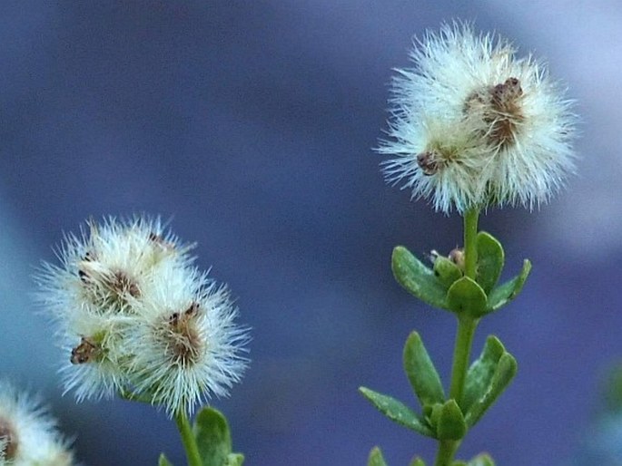 Galium eriocarpum