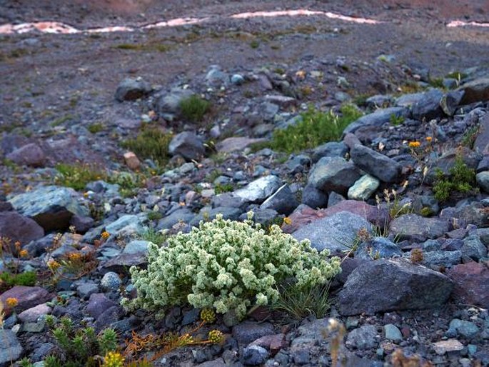 Galium eriocarpum