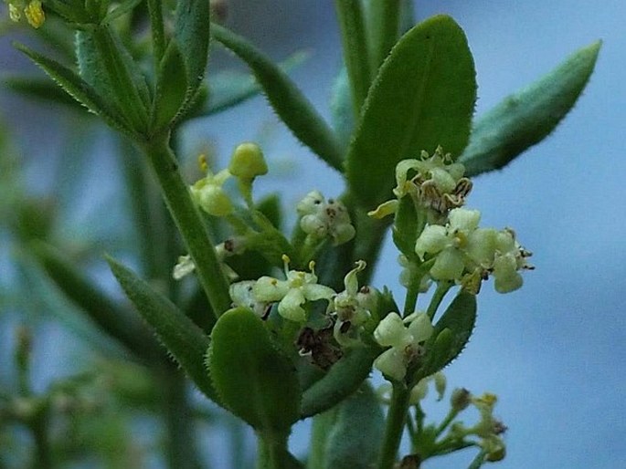 Galium eriocarpum