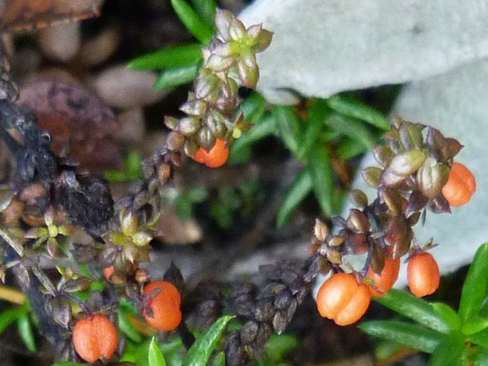 Galium hypocarpium