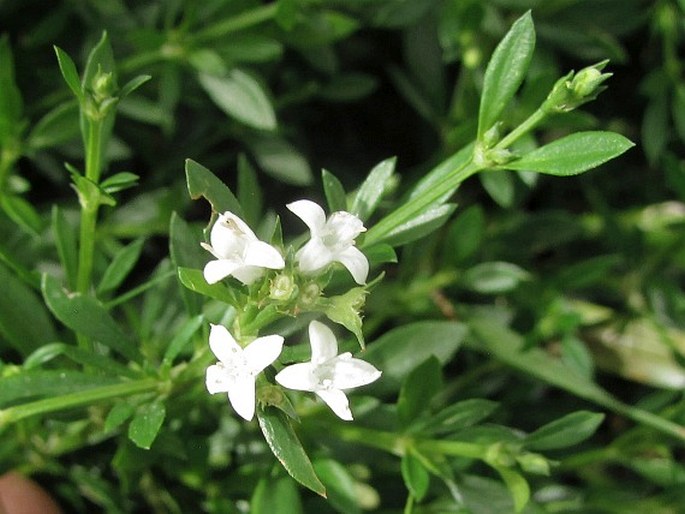 GALIANTHE BRASILIENSIS (Spreng.) E. L. Cabral et Bacigalupo