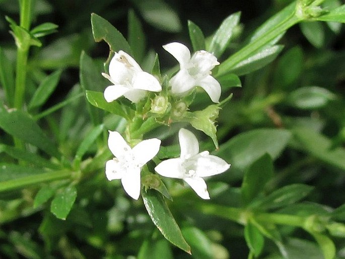 Galianthe brasiliensis