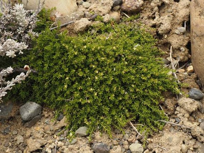 Galium richardianum