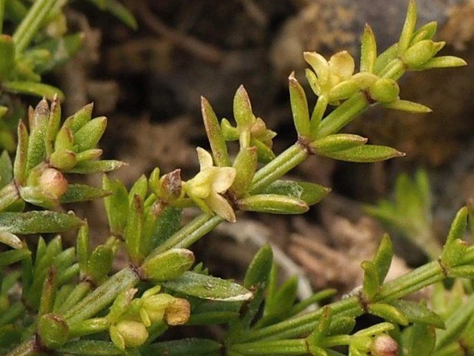 Galium richardianum