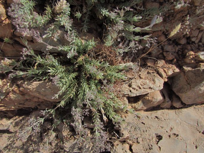 Galium graecum