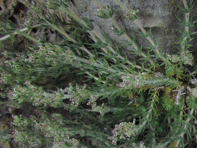 Galium graecum