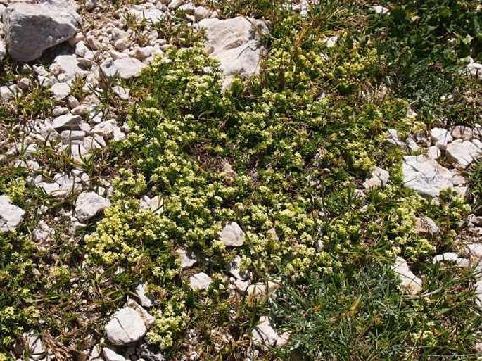 Galium magellense