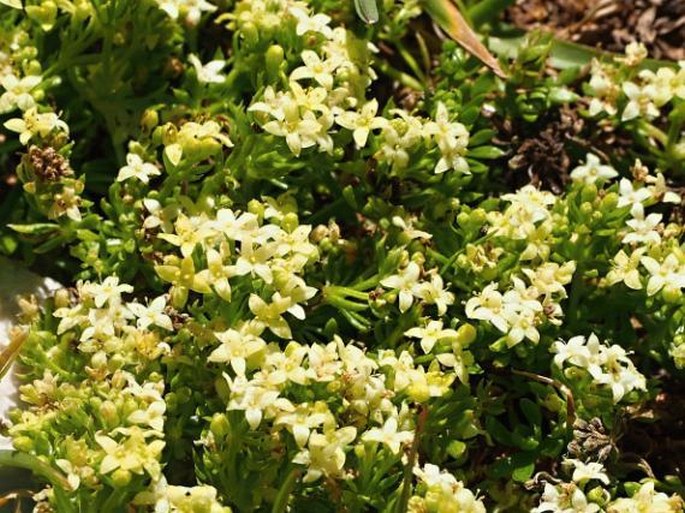 Galium magellense