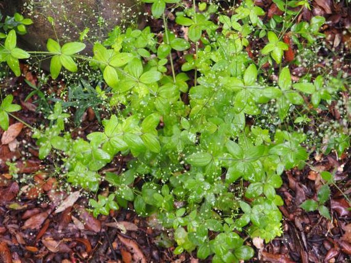 Galium scabrum