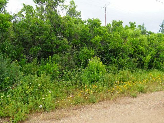 Galium scabrum