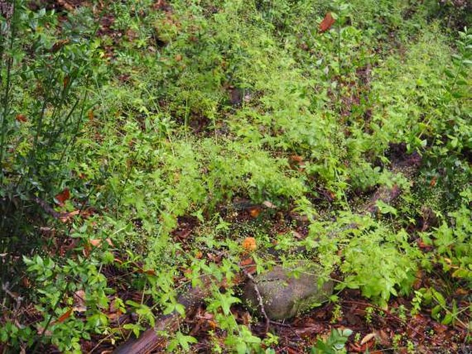 Galium scabrum