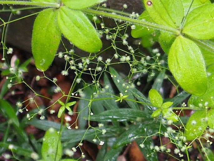 Galium scabrum