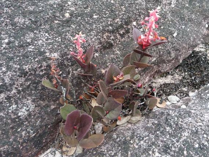 Gaultheria setulosa