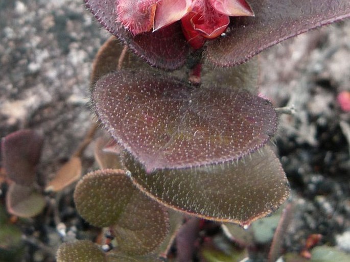 Gaultheria setulosa