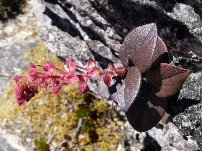 Gaultheria setulosa