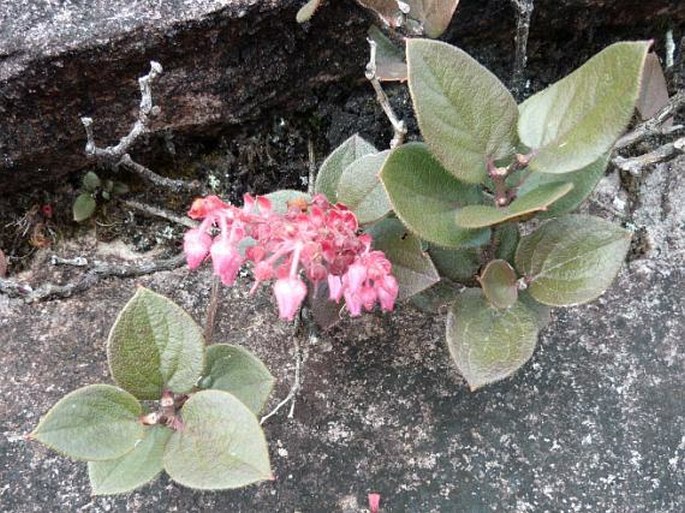 Gaultheria setulosa