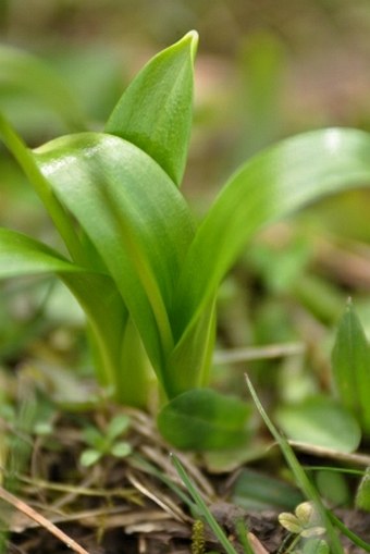 Galanthus woronowii