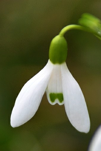 Galanthus woronowii