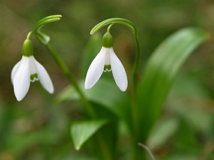 GALANTHUS WORONOWII Losinsk. – sněženka / snežienka