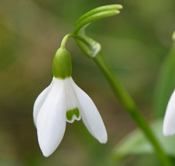 Galanthus woronowii