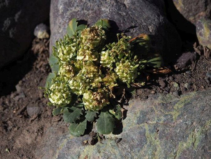 GAMOCARPHA SCAPIGERA (J. Rémy) S. S. Denham et Pozner