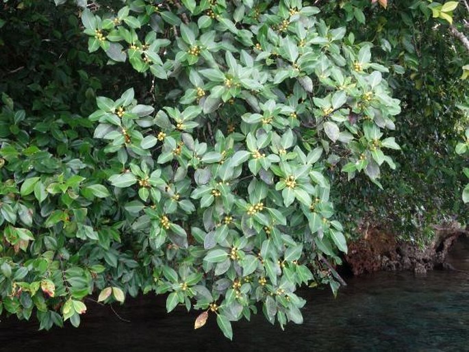 Garcinia rumiyo