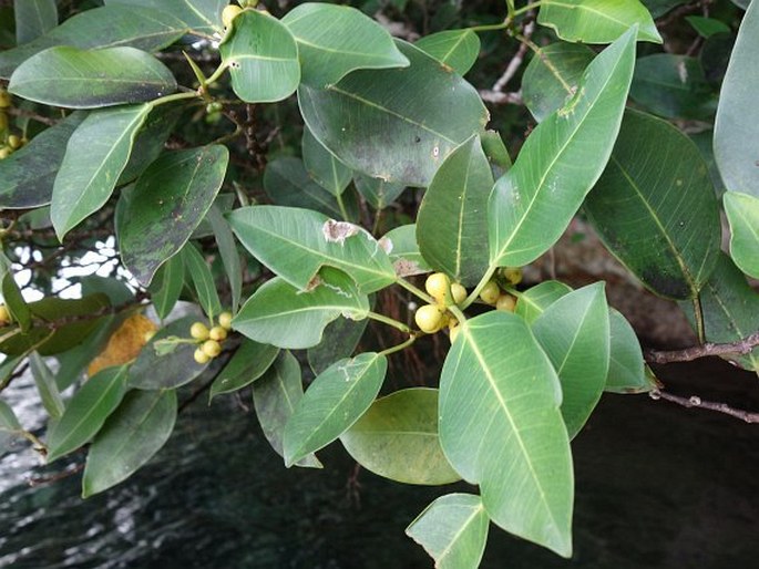 Garcinia rumiyo