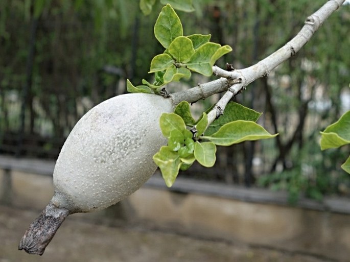 Gardenia thunbergia