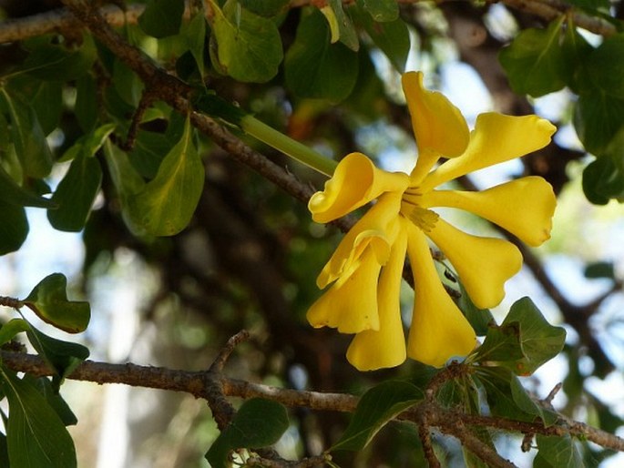 GARDENIA VOLKENSII K. Schum. - gardénie