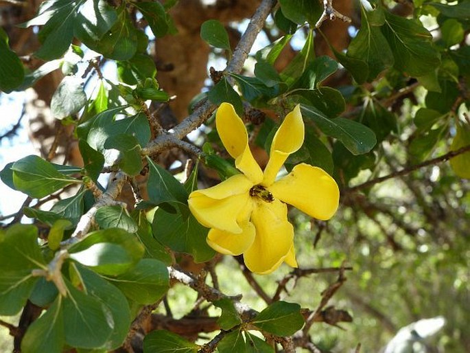 Gardenia volkensii