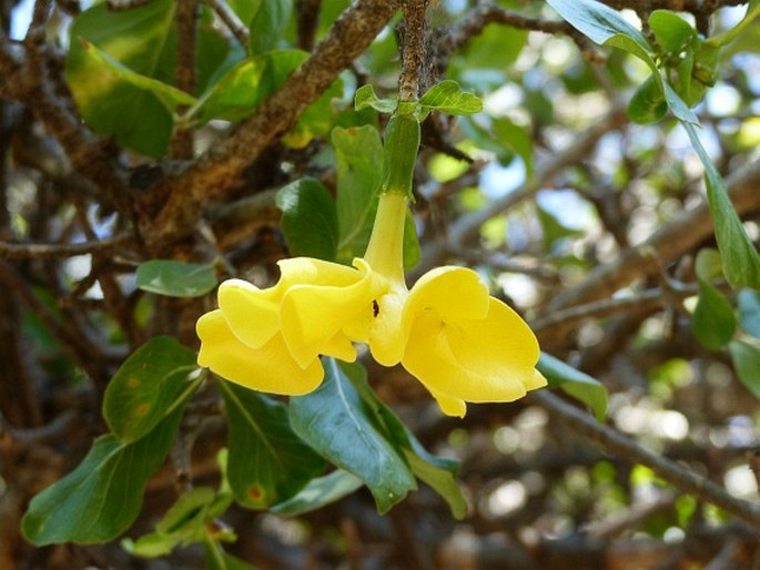 Gardenia volkensii